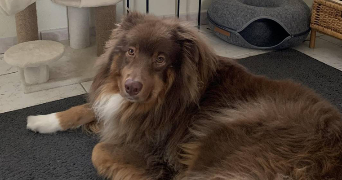 lena pet sitter à ANGERS 49000_2