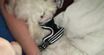 emma pet sitter à LYON 08 69008_5