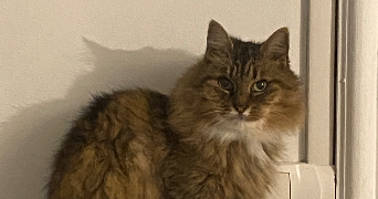 valentin pet sitter à Avesnes les aubert 59129_0
