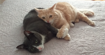 cannelle cat sitter à FREJUS 83600_0
