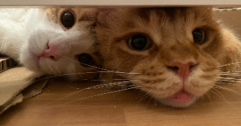 ilona pet sitter à GAUCIEL 27930_2