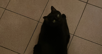 louise pet sitter à PARIS 14 75014_1