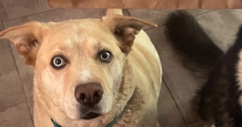 chevtchenko pet sitter à VALENSOLE 04210_1