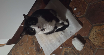 océane pet sitter à FORGES LES EAUX 76440_6