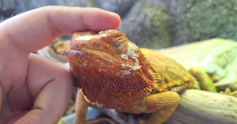 laëtitia pet sitter à PALAISEAU 91120_2