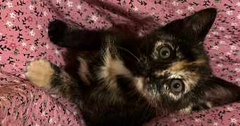sophia pet sitter à ST CYR L ECOLE 78210_0