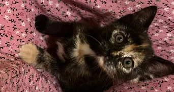 sophia pet sitter à ST CYR L ECOLE 78210