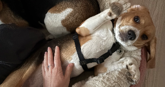 laëtitia pet sitter à ST ETIENNE 42100_2