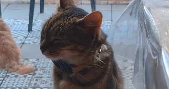 lenna pet sitter à LA ROCHE SUR YON 85000_1