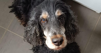 hugo pet sitter à LILLE 59000_0