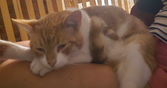 alice pet sitter à CHATEAU GONTIER SUR MAYENNE 53200_6