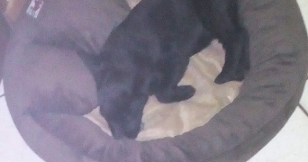 serena pet sitter à VERDUN 55100_2