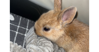loroleï pet sitter à CAEN 14000_1