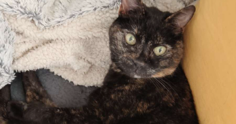 caroline pet sitter à CRAPONNE 69290_1