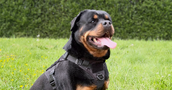 anais pet sitter à SEDAN 08200_1