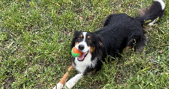 maxime pet sitter à NIMES 30000_2