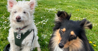 jules-victor pet sitter à BOULOGNE BILLANCOURT 92100_2