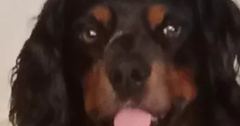 camille pet sitter à NANTES 44200