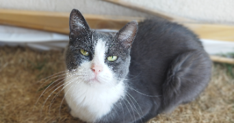 maëva pet sitter à Domont 95330_7