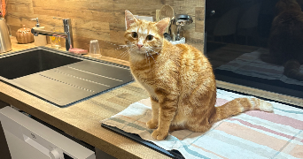 leonie pet sitter à BOURGOIN JALLIEU 38300_2