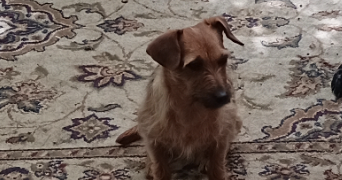 anne dog sitter à ST QUINTIN SUR SIOULE 63440_0