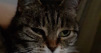 angélique pet sitter à MUTZIG 67190_0