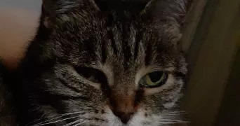 angélique pet sitter à MUTZIG 67190