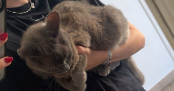 louise pet sitter à LYON 04 69004_1