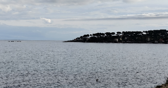 nadine pet sitter à GENECH 59242_0