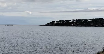 nadine pet sitter à GENECH 59242