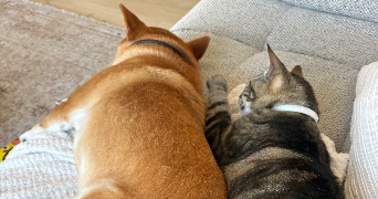 louise pet sitter à TOURS 37100_5