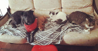 mauryne pet sitter à LOUGRATTE 47290_8