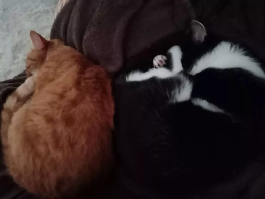 Myriam pet sitter à Gennevilliers 92230