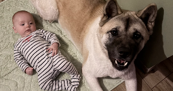 lea pet sitter à KINGERSHEIM 68260_1