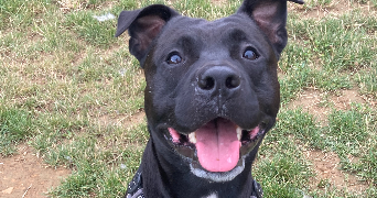 mathilde pet sitter à NANCY 54000_1