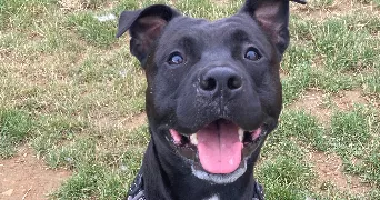 mathilde pet sitter à NANCY 54000