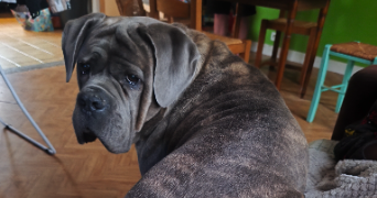 Anais pet sitter à Verneuil d\'Avre et d\'Iton 27130_2