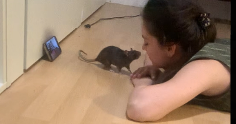 luna pet sitter à ST MAUR DES FOSSES 94100_1