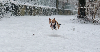 geoffrey pet sitter à POISSY 78300_0
