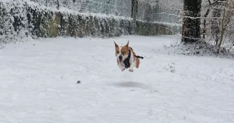 geoffrey pet sitter à POISSY 78300