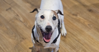 marlene pet sitter à AUNEAU BLEURY ST SYMPHORIEN 28700_6