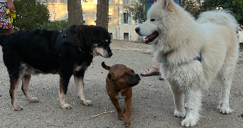 lisa pet sitter à MARSEILLE 01 13001_4