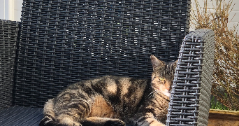 gladys pet sitter à LANESTER 56600_2
