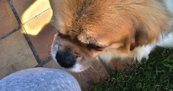 le cadre pet sitter à EGLY 91520_1