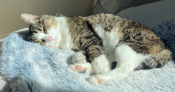 flore pet sitter à US 95450_6