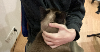 yanis pet sitter à FONTAINEBLEAU 77300_0