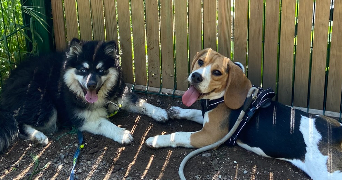 lola pet sitter à ST GENIS LES OLLIERES 69290_4