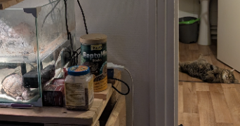 eve souad pet sitter à ST MICHEL SUR ORGE 91240_2