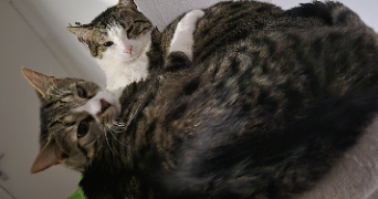 mélissa pet sitter à Saint Marcellin  38160_6