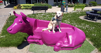 manon pet sitter à VERNON 27200_2